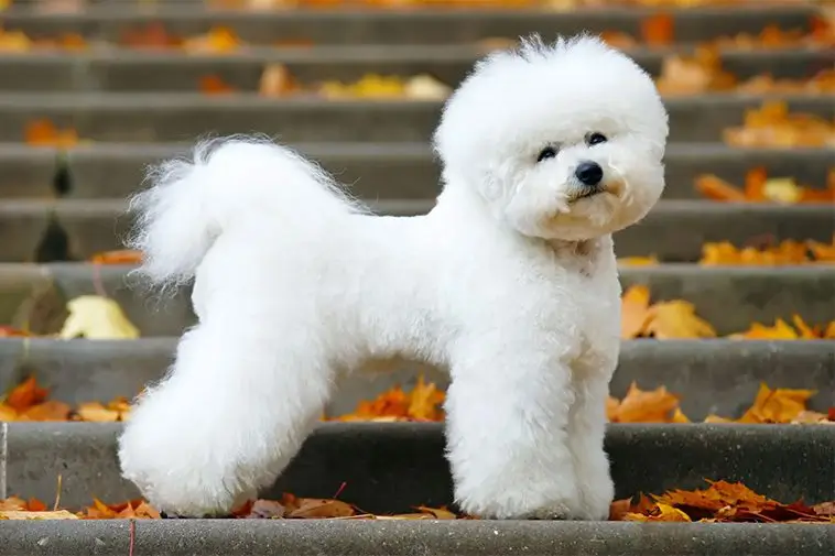 22 små hundraser som passar perfekt för den mindre aktiva ägaren: Bichon Frisé