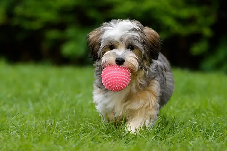 22 små hundraser som passar perfekt för den mindre aktiva ägaren: Bichon Havanais