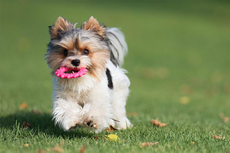 Hundraser: Biewer Terrier