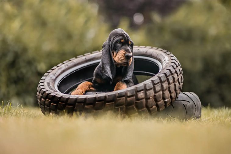 Hundraser: Black and Tan Coonhound
