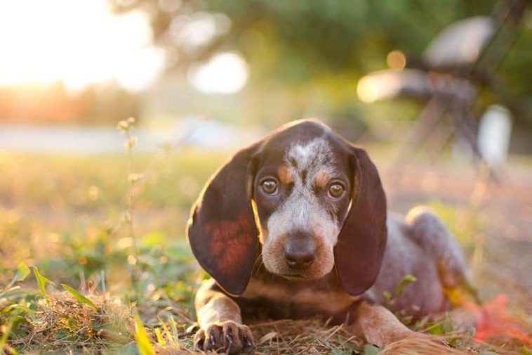 Hundraser: Bluetick Coonhound