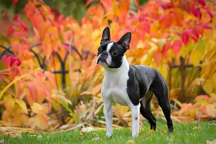 22 små hundraser som passar perfekt för den mindre aktiva ägaren: Bostonterrier