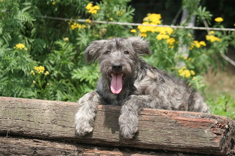 Bouvier des Ardennes