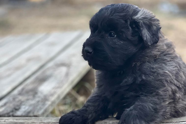 Hundraser: Bouvier des Flandres