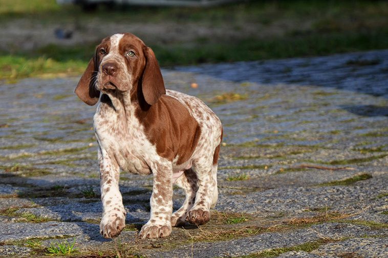 Hundraser: Bracco Italiano