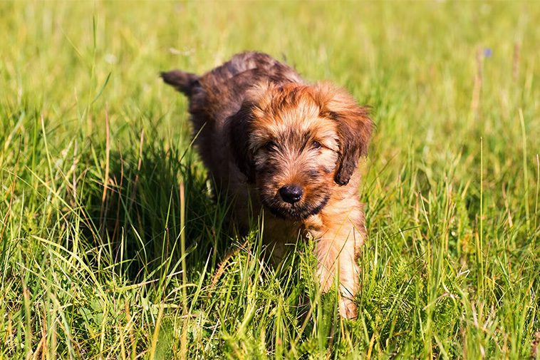Hundraser: Briard