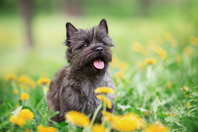 Hundraser: Cairnterrier