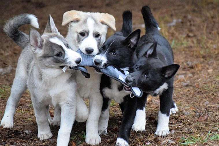 Hundraser: Canaan Dog