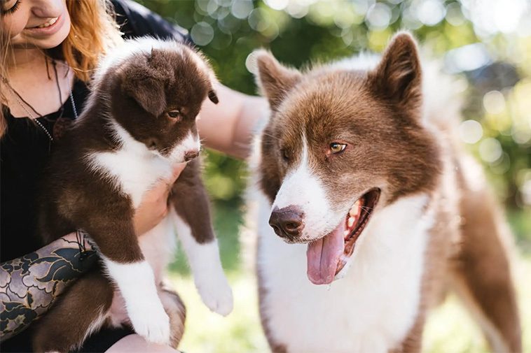Hundraser: Canadian Eskimo Dog