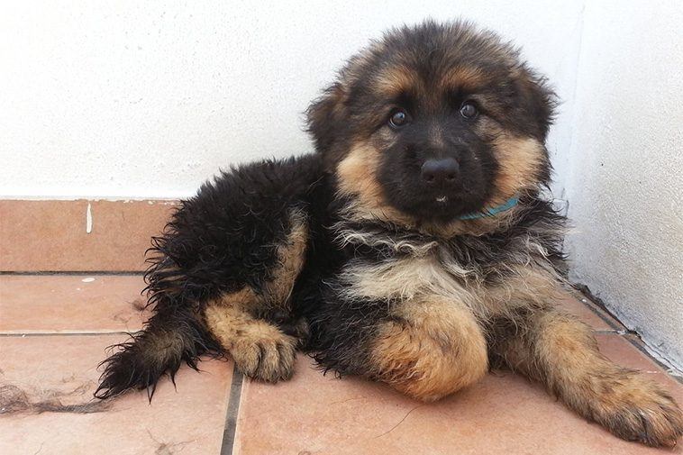 Hundraser: Cão da Serra da Estrela (Pelo Comprido)