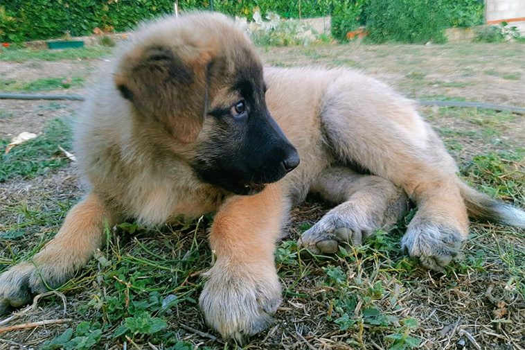 Hundraser: Cão da Serra da Estrela (Pelo Curto)