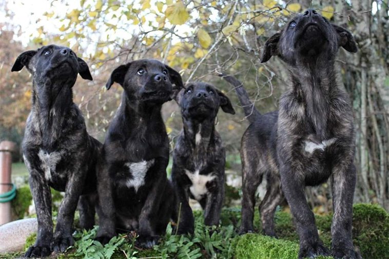 Hundraser: Cão Fila de São Miguel