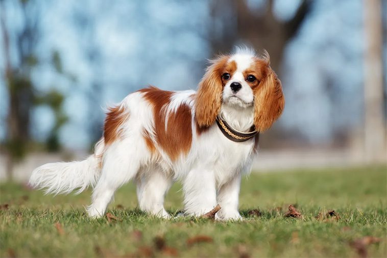 Cavalier King Charles Spaniel – en liten hund med stor kunglig historia