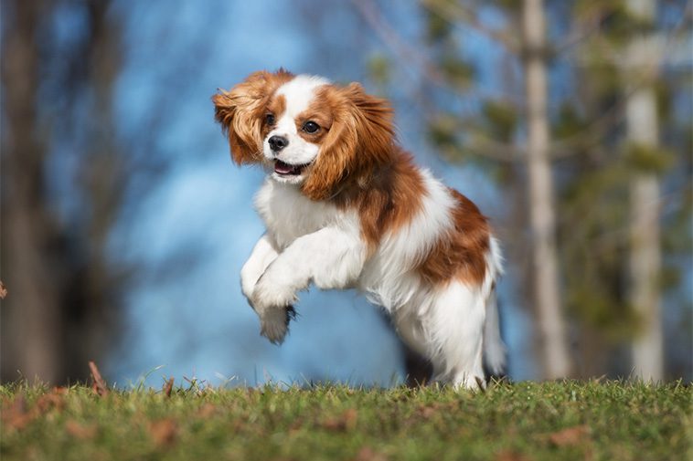 Cavalier King Charles Spaniel – en liten hund med stor kunglig historia