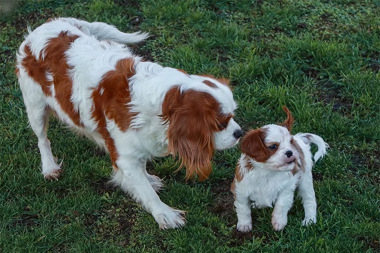 Cavalier King Charles Spaniel – en liten hund med stor kunglig historia