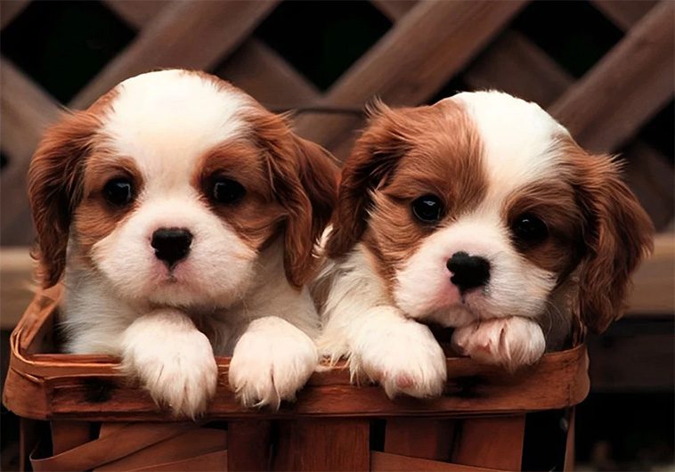 Cavalier King Charles Spaniel – en liten hund med stor kunglig historia