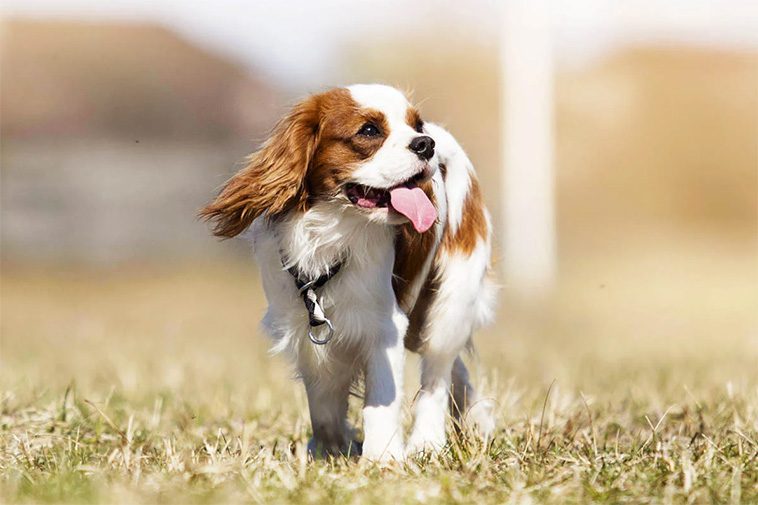 Cavalier King Charles Spaniel – en liten hund med stor kunglig historia