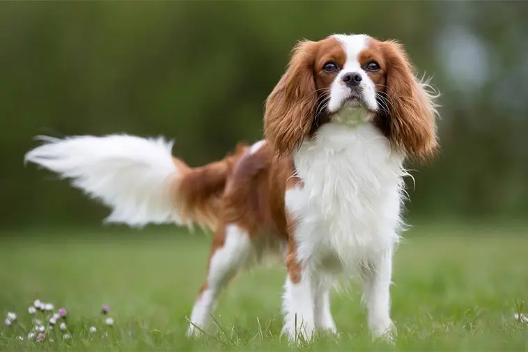 22 små hundraser som passar perfekt för den mindre aktiva ägaren: Cavalier King Charles Spaniel