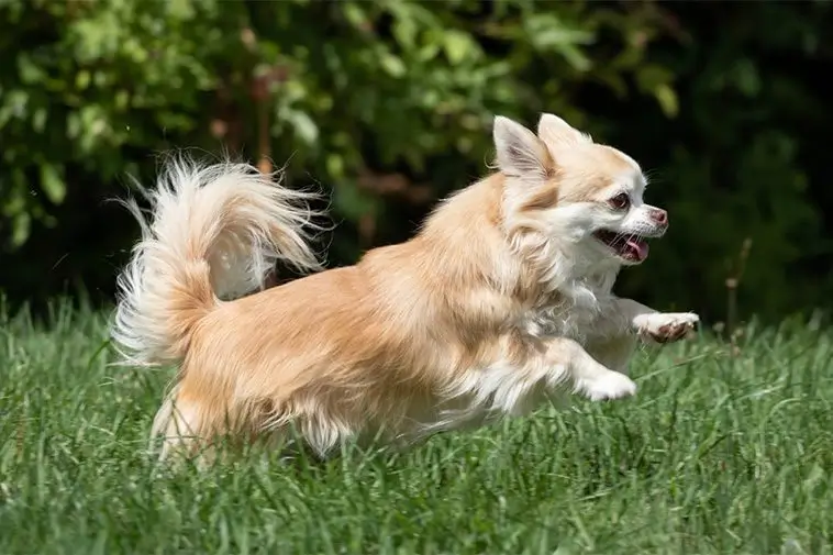 22 små hundraser som passar perfekt för den mindre aktiva ägaren: Chihuahua