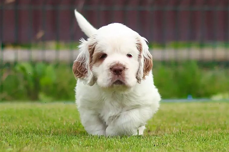 Hundraser: Clumber Spaniel