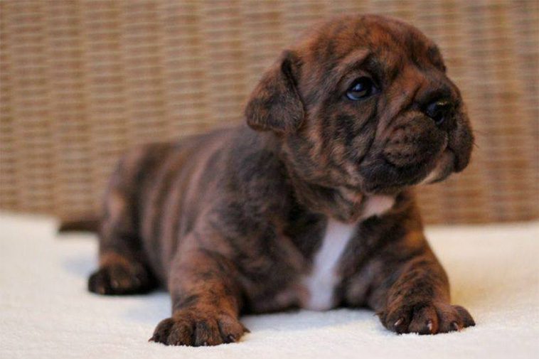 Hundraser: Continental Bulldog