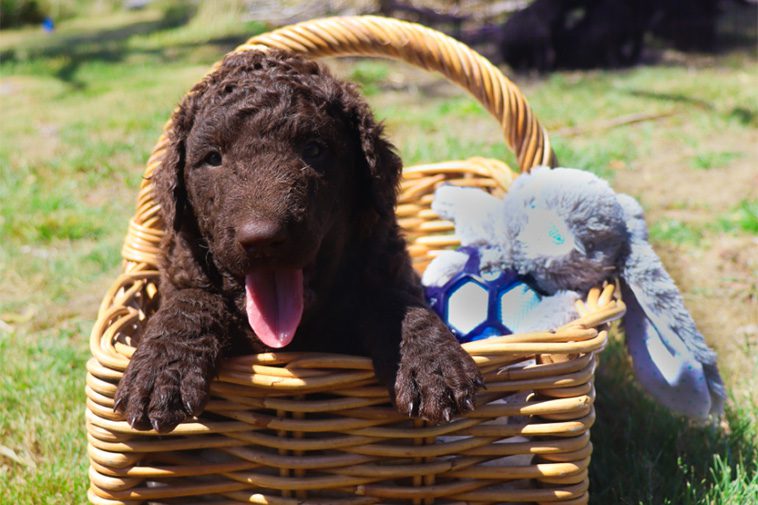 Hundraser: Curly Coated Retriever