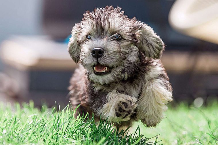 Hundraser: Dandie Dinmont Terrier
