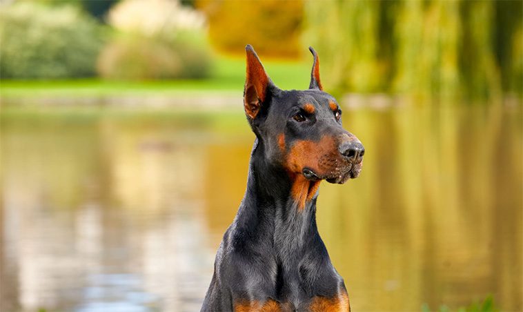 Dobermann – från fruktad vakthund till familjens kelgris