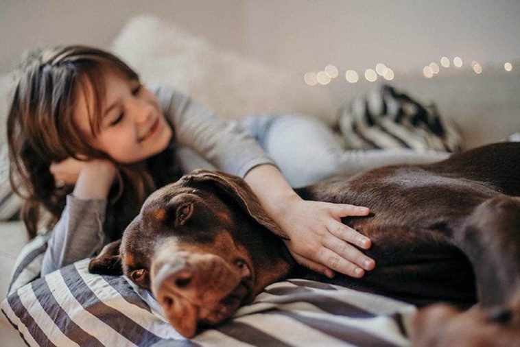Dobermann – från fruktad vakthund till familjens kelgris