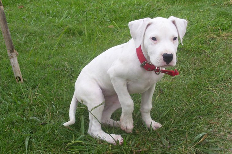 Hundraser: Dogo Argentino