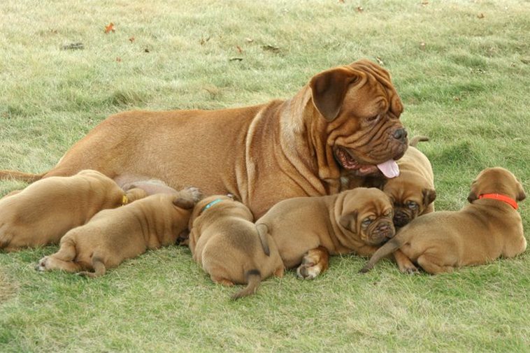 Hundraser: Dogue de Bordeaux