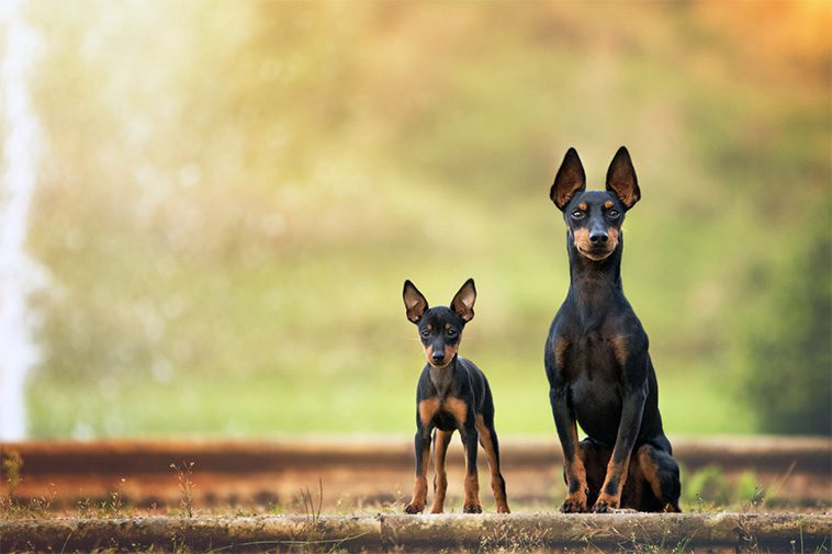 Hundraser: English Toy Terrier