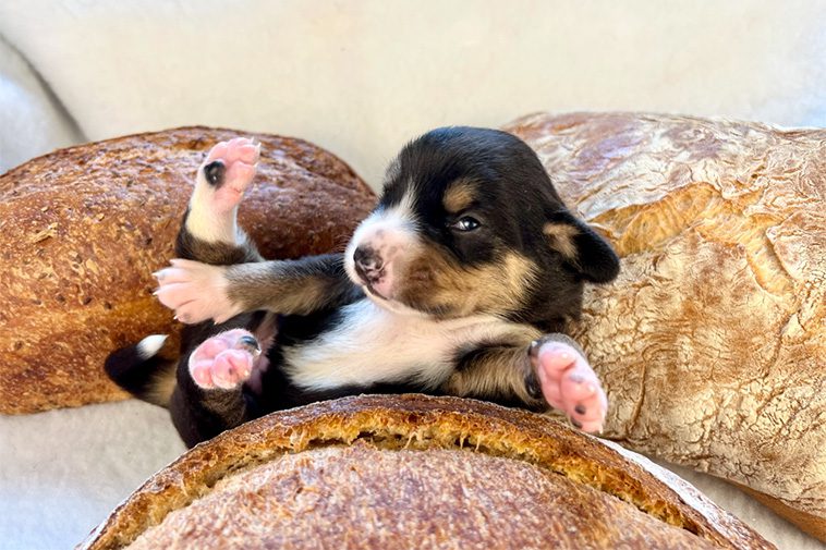 Hundraser: Entlebucher Sennenhund
