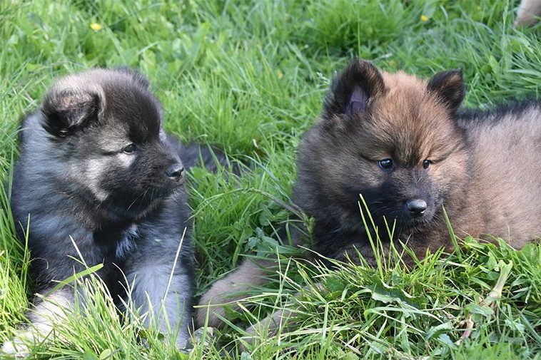 Hundraser: Eurasier