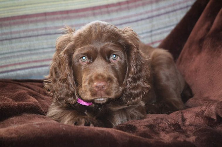 Hundraser: Field Spaniel
