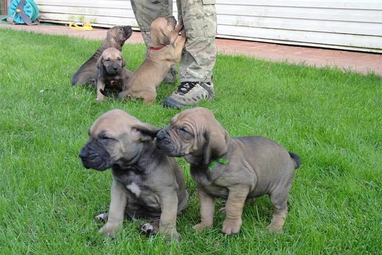 Hundraser: Fila Brasileiro