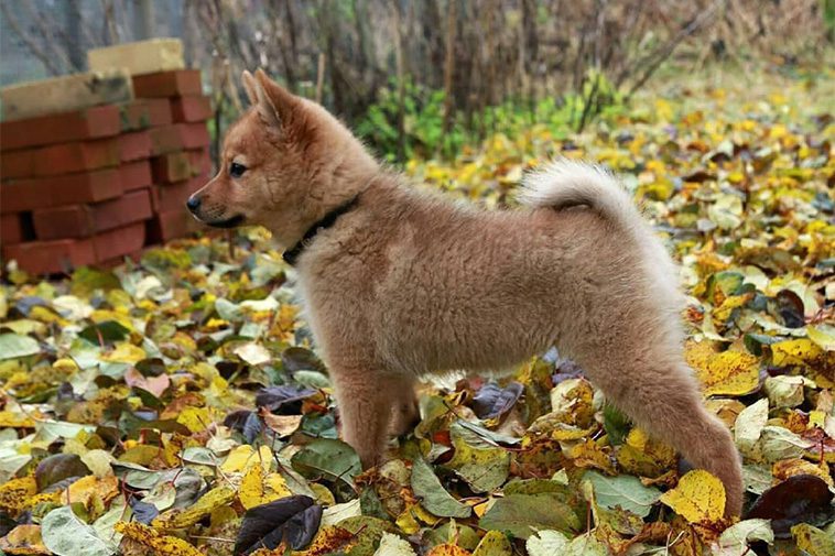 Hundraser: Finsk Spets