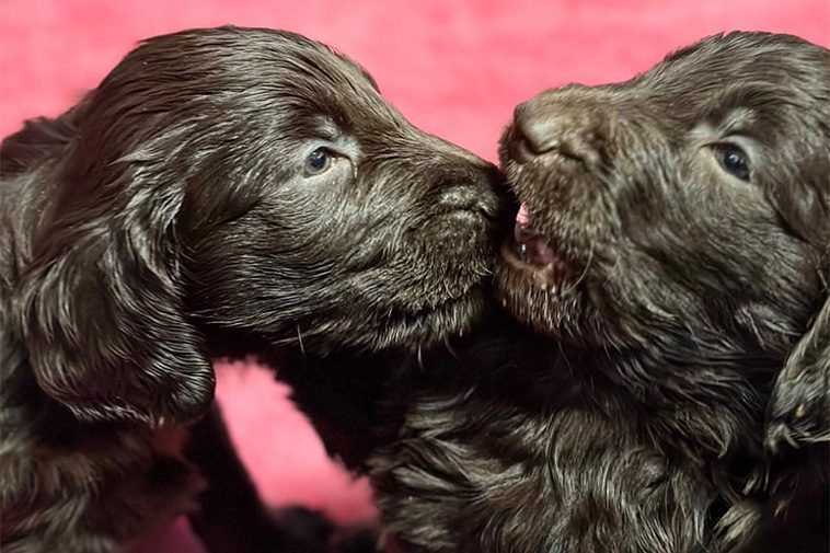 Hundraser: Flatcoated Retriever
