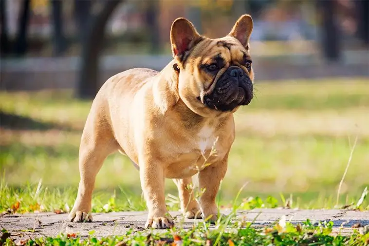 22 små hundraser som passar perfekt för den mindre aktiva ägaren: Fransk Bulldogg