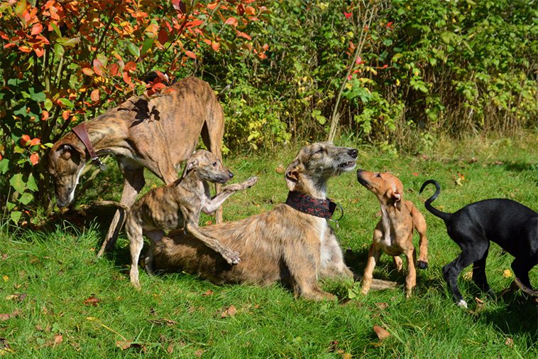 Hundraser: Galgo Español
