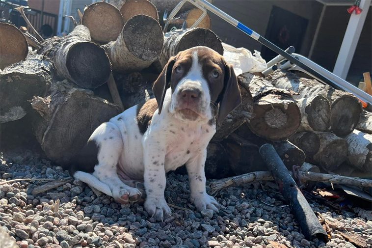 Hundraser: Gammel Dansk Hönsehund