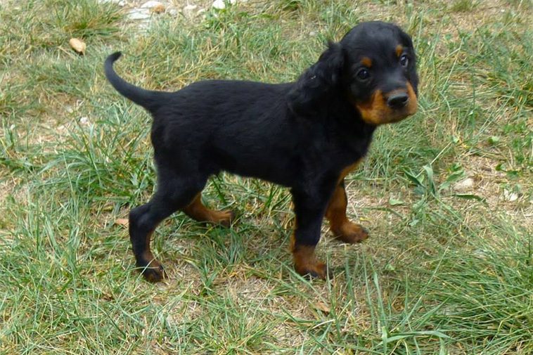Hundraser: Gordonsetter
