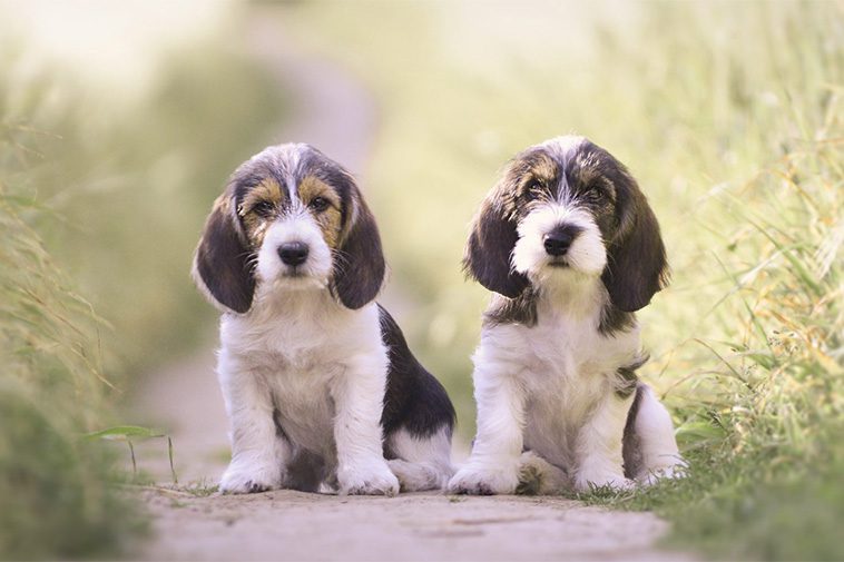 Hundraser: Grand Basset Griffon Vendéen