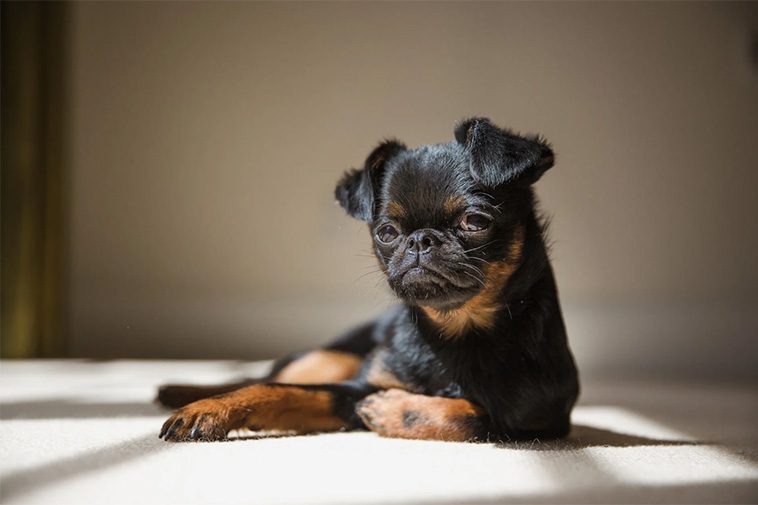 Hundraser: Griffon Belge
