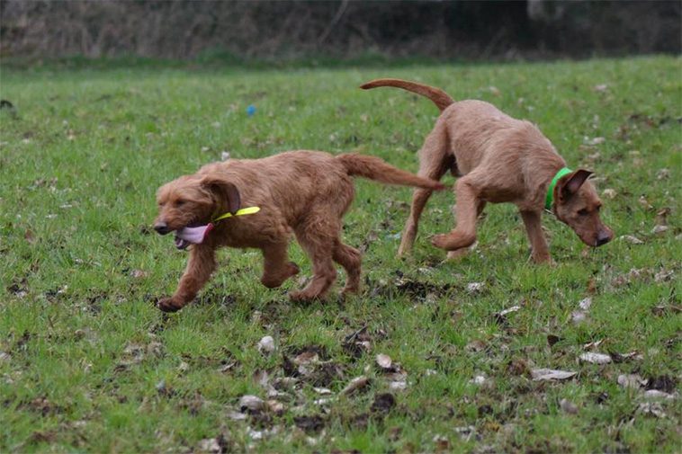 Hundraser: Griffon Fauve de Bretagne