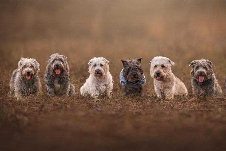 Hundraser: Irish Glen of Imaal Terrier