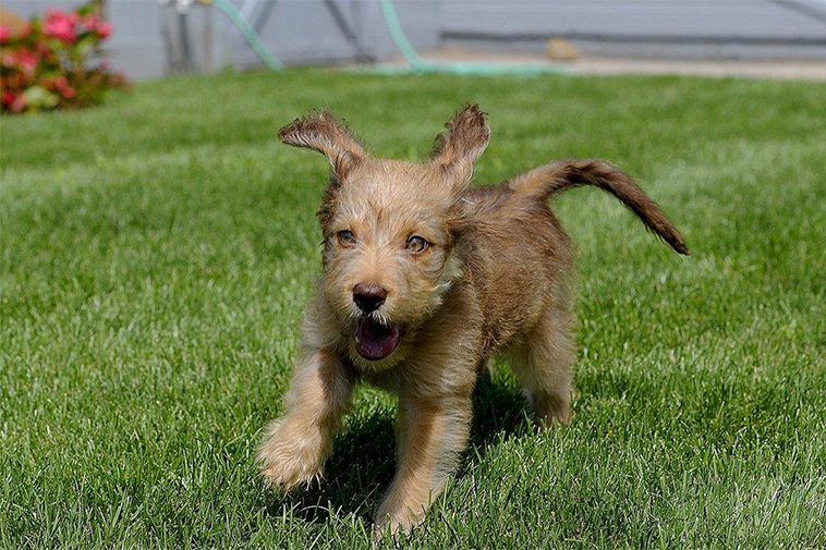 Hundraser: Irländsk Terrier