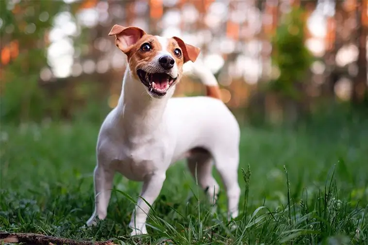 22 små hundraser som passar perfekt för den mindre aktiva ägaren: Jack Russell Terrier