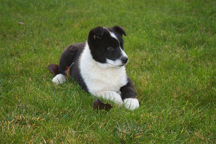 Hundraser: Karelsk Björnhund