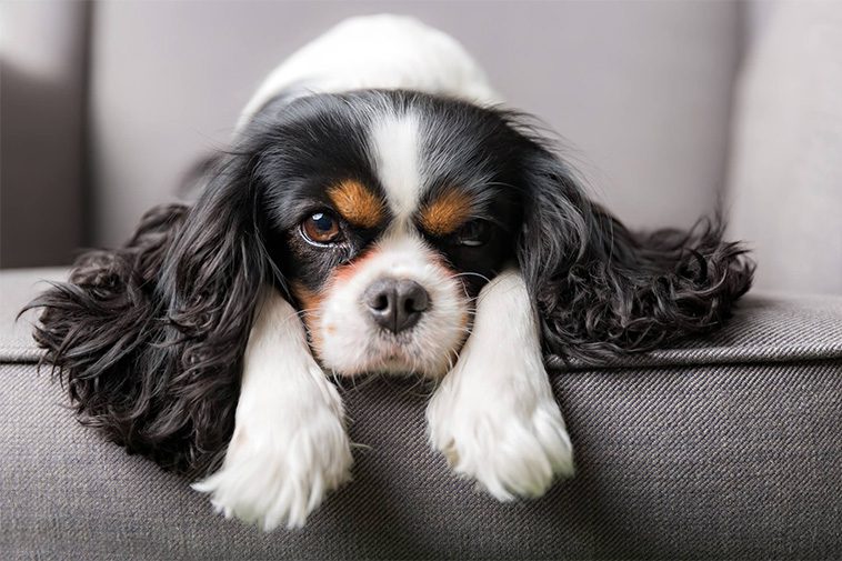 Hundraser: King Charles Spaniel